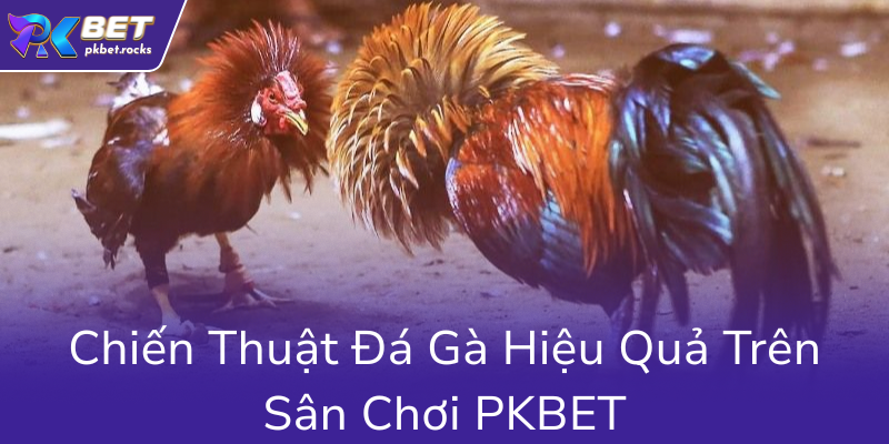 Đá Gà PKBET - Nhà Cái Uy Tín Hàng Đầu Cho Những Người Yêu Thích Cá Cược 2 Chien Thuat Da Ga Hieu Qua Tren San Choi Pkbet0