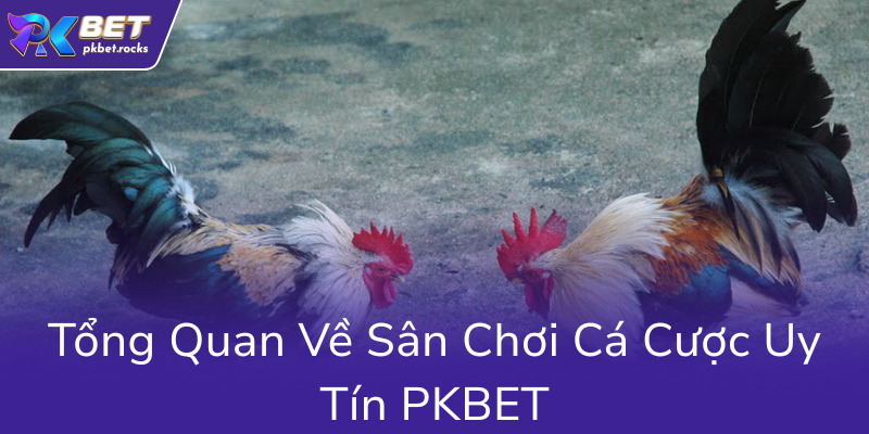 Đá Gà PKBET - Nhà Cái Uy Tín Hàng Đầu Cho Những Người Yêu Thích Cá Cược 1 Tong Quan Ve San Choi Ca Cuoc Uy Tin Pkbet0