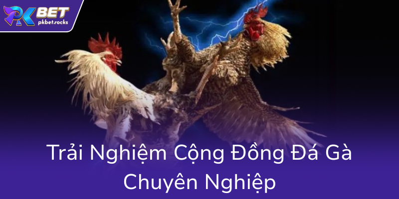 Đá Gà PKBET - Nhà Cái Uy Tín Hàng Đầu Cho Những Người Yêu Thích Cá Cược 3 Trai Nghiem Cong Dong Da Ga Chuyen Nghiep0